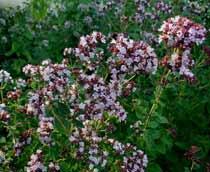 Oregano-B.jpg