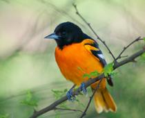 Oriole-B.jpg