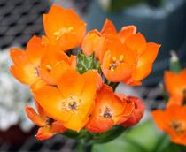 Ornithogalum-B.jpg