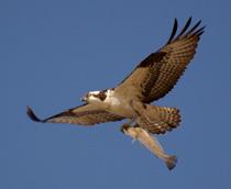 Osprey-B.jpg