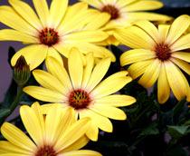 Osteospermum-B.jpg