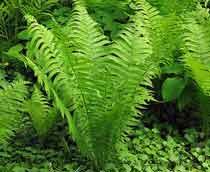 Ostrich-fern-B.jpg