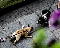 Over-Bark-B.jpg