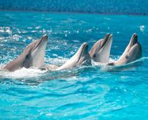 Over-Dolphin-B.jpg