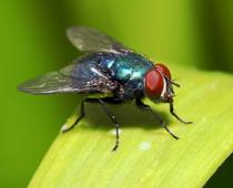 Owe-Fly-B.jpg