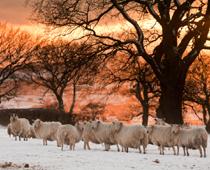 Owe-Sheep-B.jpg