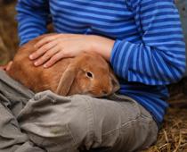 Own-Rabbit-B.jpg