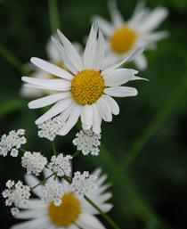 Ox-Eye-Daisy-B.jpg