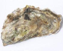 Oyster-B.jpg