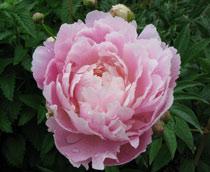 Paeonia-B.jpg
