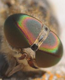Pale-giant-horse-fly-B.jpg