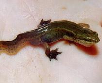 Palmate-Newt-B.jpg