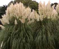 Pampas-Grass-B.jpg