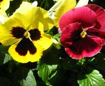 Pansy-B.jpg