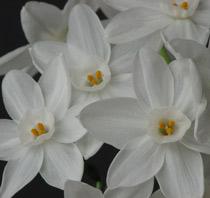 Paperwhites-B.jpg