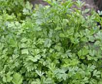 Parsley-B.jpg