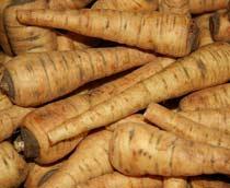 Parsnips-B.jpg