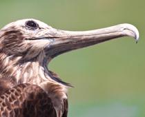 Parts-of-an-animal-1-s.jpg