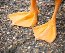 Parts-of-an-animal-10-s.jpg