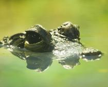 Parts-of-an-animal-2-s.jpg