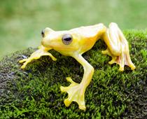 Parts-of-an-animal-3-s.jpg