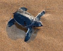 Parts-of-an-animal-5-s.jpg