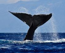 Parts-of-an-animal-6-s.jpg