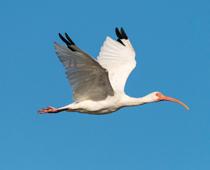 Parts-of-an-animal-7-s.jpg