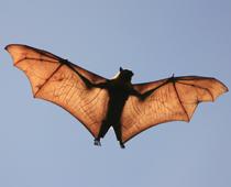 Parts-of-an-animal-8-s.jpg