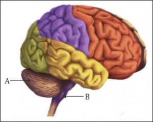 Partsofbrain-300x240.jpg