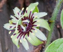 Passiflora-B.jpg