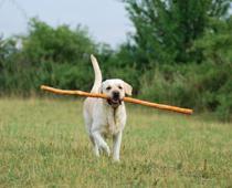 Past-Dog-B.jpg