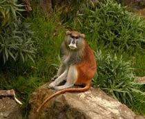 Patas-monkey-B.jpg