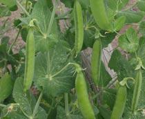 Pea-B.jpg