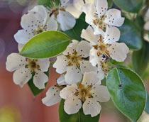 Pear-Blossom-B.jpg