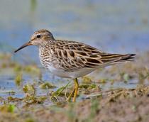 Pectoral-Sandpiper-B.jpg