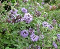 Pennyroyal-B.jpg