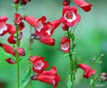 Penstemon-B.jpg