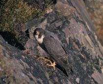 Peregrine-Falcon-B.jpg