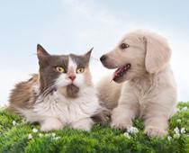 Pets-1-s.jpg
