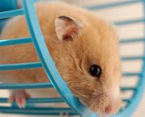 Pets-2-s.jpg