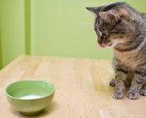 Pets-4-s.jpg