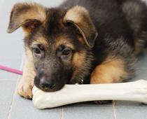 Pets-6-s.jpg