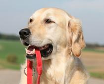 Pets-7-s.jpg