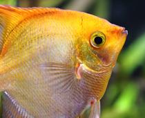 Pets-9-s.jpg