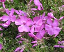 Phlox-B.jpg