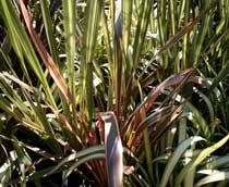 Phormium-B.jpg