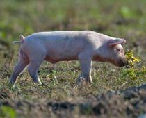 Pig-B.jpg
