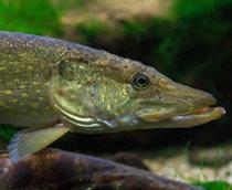 Pike-B.jpg