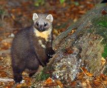 Pine-Marten-B.jpg